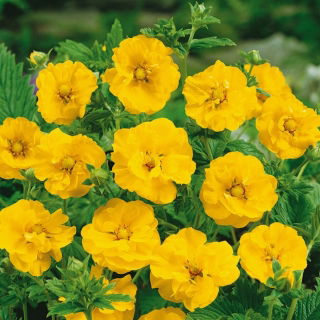 Nagelkruid - Lady Stratheden - Geum chiloense - Prachtig geel en rijke structuur - Verse zaden