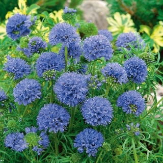 Gilia leptantha - Gilia leptantha - Exotische Eleganz, bienenfreundliche Pflanze - Samen