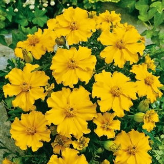French Marigold - Silvia - Tagetes patula - Golden-yellow single blooms with frilled petals - Fresh Seeds