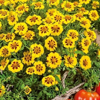 Tagete - Legion of Honour - Tagetes patula - Straordinari fiori bicolori - petali dorati con centri bordeaux - Semi Freschi
