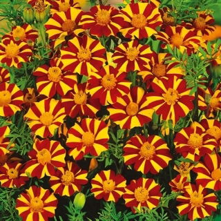 French Marigold - Court Jester - Tagetes patula - Flowers Non-Stop from June to October - Fresh Seeds