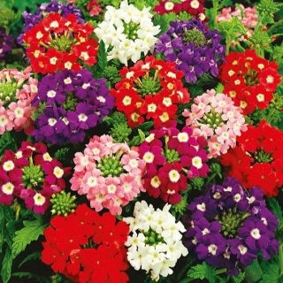 Garden Verbena - Sparkle - Verbena hybrida - Cascading Beauty for Planters, Pots & Hanging Baskets - Fresh Seeds
