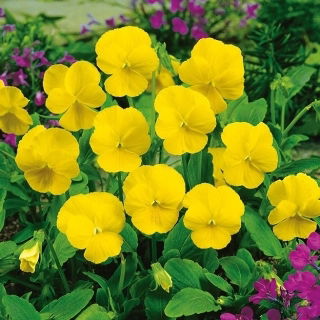 Hornveilchen - Yellow Perfection - Viola cornuta - Kompakte Leuchtkraft - ideal für Rabatten, Töpfe und Steingärten - Samen