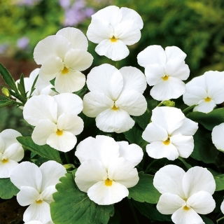 Hornveilchen - White Perfection - Viola cornuta - Kompakt und stilvoll - ideal für Rabatten und Töpfe - Samen
