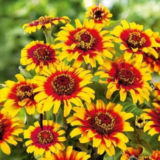 Zinnia Dahlia Flowered - Sombrero - Zinnia elegans - Fiery Bicolour Blooms - Red Meets Gold in Every Petal - Fresh Seeds