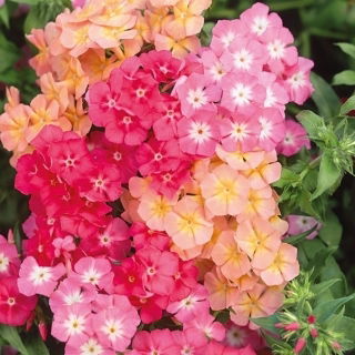 Drummond's Phlox - Cecily - Pastel Mixed - Phlox drummondii - Whimsical Pastel Blooms for Romantic Garden Borders - Fresh Seeds