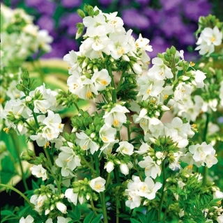 Blaue Himmelsleiter - Weiß - Polemonium caeruleum - Bezaubernde schneeweiße Blüten für stilvolle Garteneleganz - Samen