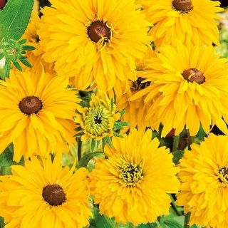 Gefüllte Sonnenhut - Golden Daisies - Rudbeckia hirta - Hervorragend für frische Blumensträuße - lange Haltbarkeit in der Vase und robuste Stängel - Samen