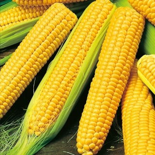BIO Sweet corn - Golden Bantam - Heirloom variety with buttery, sweet flavour - Fresh Seeds