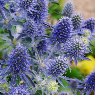 Máčka plocholistá - Planum - Eryngium - kořenová sazenice