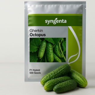 Cucumber - Octopus F1 - 500 seeds - Syngenta - High-Yield, Disease-Resistant Pickling Variety