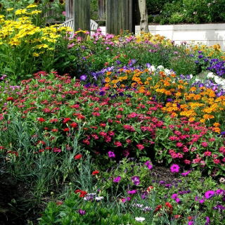 Smog-Absorbing Plant Mix - Clear the Air - 5 kg - Fresh Seeds