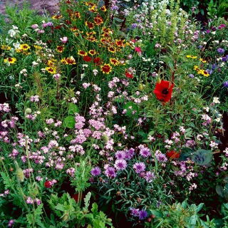 Fast Flowers Wildflower Meadow - mix of over 20 fast-growing varieties - 1 kg - Fresh Seeds