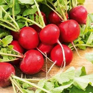 Radish - Carmesa - 100 g - Thin Skin, Big Flavour - Perfect for Salads - Fresh Seeds