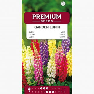 Lupine - Russell - Mixed - Lupinus polyphyllus - Spectacular Spikes of Colourful Blooms! - Fresh Seeds