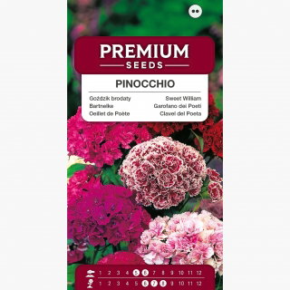 DWERG Sweet William - PINOCCHIO MIX - 1000 zaden - Dianthus Barbatus Double - België