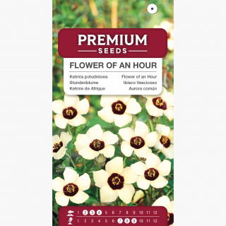 umehari　チベットペマラカの花とベネチアンシード ヴェネツィアマロー、1時間の花の種子 - ハイビスカストリオナム