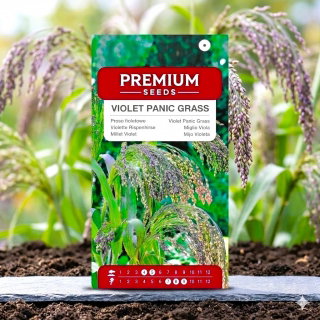 Proso fialové - Panicum violaceum - Vysoká okrasná tráva s elegantními klasy - Čerstvá semena
