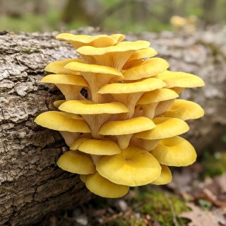 Pleurotus citrinopileatus
