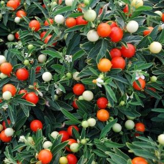 Jeruzsálem cseresznye, Madeira téli cseresznye mag - Solanum pseudocapsicum - 30 mag - magok