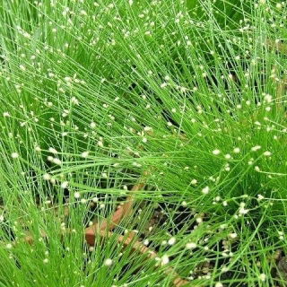 Fibră optică de iarnă, semințe de Tufted Clubrush - Scirpus cernuus - 85 de semințe - Scripus cernuus