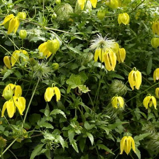 Clematis Golden Tiara, biji Bower Virgin Rusia - Clematis tangutica - 60 biji