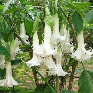 Angel's Trumpet seeds - Datura arborea - 5 zaden