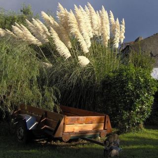 Pampas Graszaden - Cortaderia selloana - 156 zaden