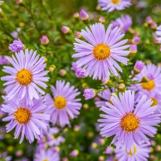 Indiile de Est Semințe Aster - Aster tongolensis - 160 semințe