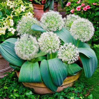 Allium karataviense - 3 bulbi - Allium karataviense Ivory Queen