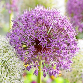 Allium Mars, Riesen-Lauch, Zierlauch