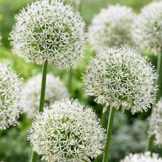 Decoratieve knoflook - Mont Blanc - Allium Mont Blanc