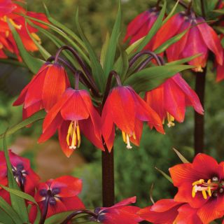 Fritillaria imperialis Rubra Maxima - coroana imperiala Rubra Maxima - bulb / tuber / radacina - Fritillaria imperialis