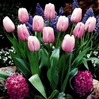 Tulipa Pink Diamond - Tulip Pink Diamond - 5 lampu