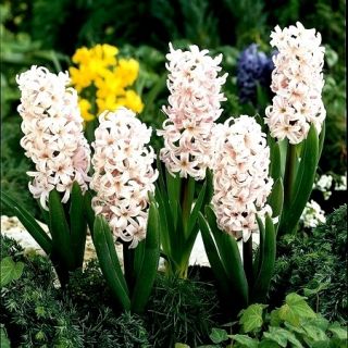 Lady Derby hyacinth – 3 pcs.