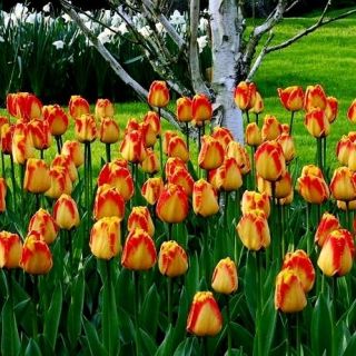 Tulipa Banja Luka - Tulip Banja Luka - 5 bulbs