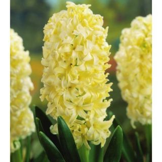 Hyacint - City of Haarlem - pakket van 3 stuks -  Hyacinthus orientalis