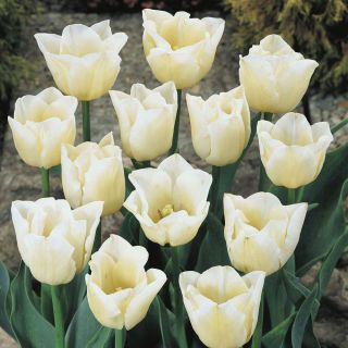 Tulipa Cheers - Tulip Cheers - 5 bulbs