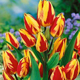 Tulipa Colour Spectacle - Tulpe Colour Spectacle - 5 Zwiebeln