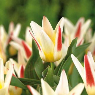 Tulipa Johann Strauss - Tulipan Johann Strauss - 5 lukovica
