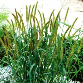 Sétaire glauque - Setaria pumila - Hautes flèches dorées, élégance estivale - Graines fraîches