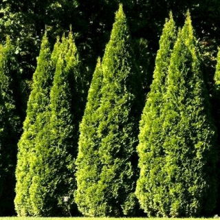 זרעי ארז לבנים - Thuja occidentalis - 65 זרעים