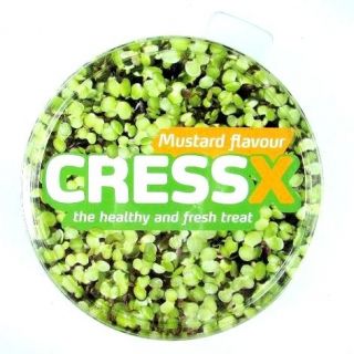 Mustard-flavoured cress