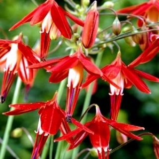 Bessera elegans - пакет из 5 штук