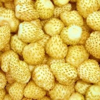 Smultron - Yellow Wonder - 320 frön - Fragaria vesca