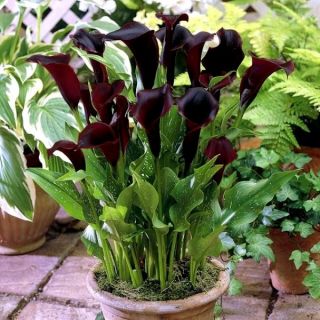 Zantedeschia, Calla Lily Schwarzwalder - cibule / hlíza / kořen
