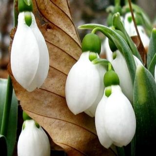 Galanthus nivalis - snežienka - 5 kvetinové cibule