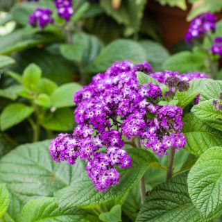 Marine Heliotrope seeds - Heliotropium arborescens - 200 seeds