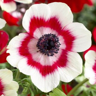 Szellőrózsa - De Caen - Bicolor - csomag 8 darab - Anemone