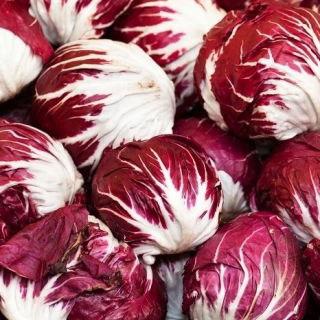 Cikorija Palla Rossa 3 sjemena - Cichorium intybus - 360 sjemenki - Cichorium intybus var. Foliosum - sjemenke